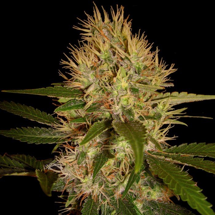 DNA Genetics - Martian Mean Green (fem.)