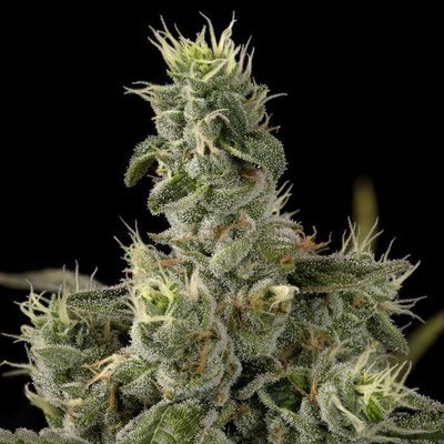 DNA Genetics - Nicole Kush (fem.) 05038