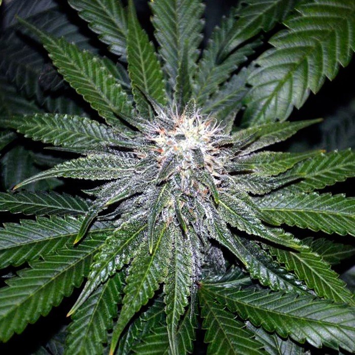 DNA Genetics - OG LA Affie (fem.)