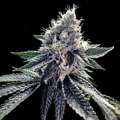 DNA Genetics - Sour Kosher (fem.) 05039
