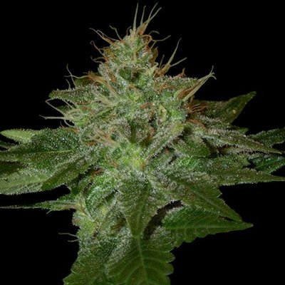 DNA Genetics - Pure Afghan (reg.) 05040