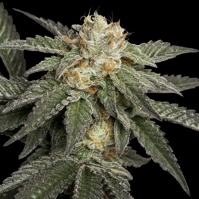 DNA Genetics - ReCon (fem.)