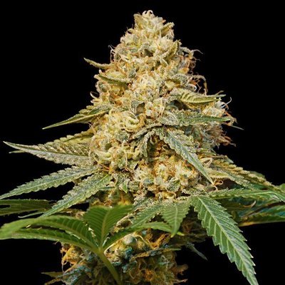 DNA Genetics - Silver LA (fem.) 00147