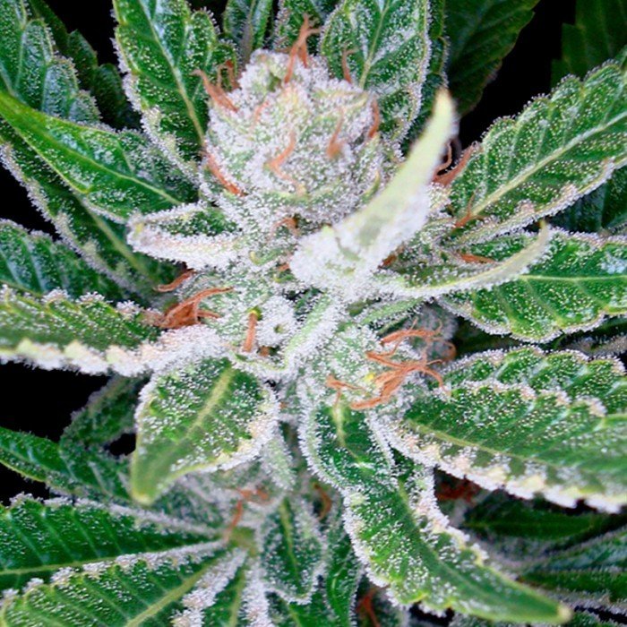 DNA Genetics - Sleestack (fem.)