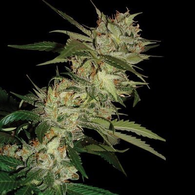 DNA Genetics - Sleestack x Skunk (reg.) 05042