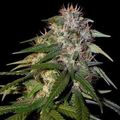 DNA Genetics - Sour Cream (reg.) 05043