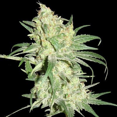DNA Genetics - Hitman OG (reg.) 00154