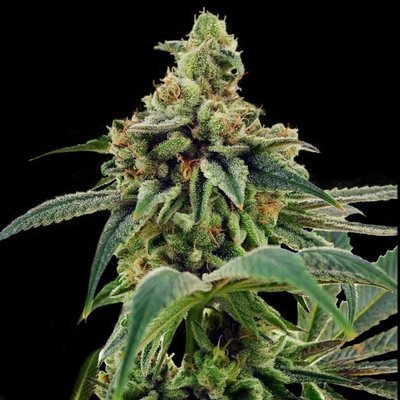 DNA Genetics - Training Day (fem.) 00151