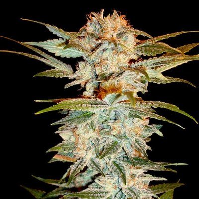 DNA Genetics - Stacked Kush (fem.) 05044