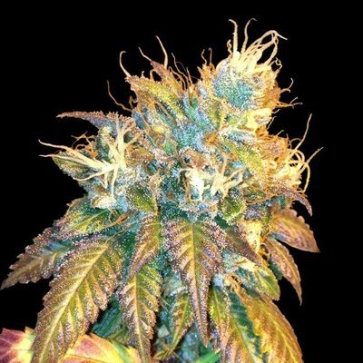 DNA Genetics - Sour Secret (fem.) 00150