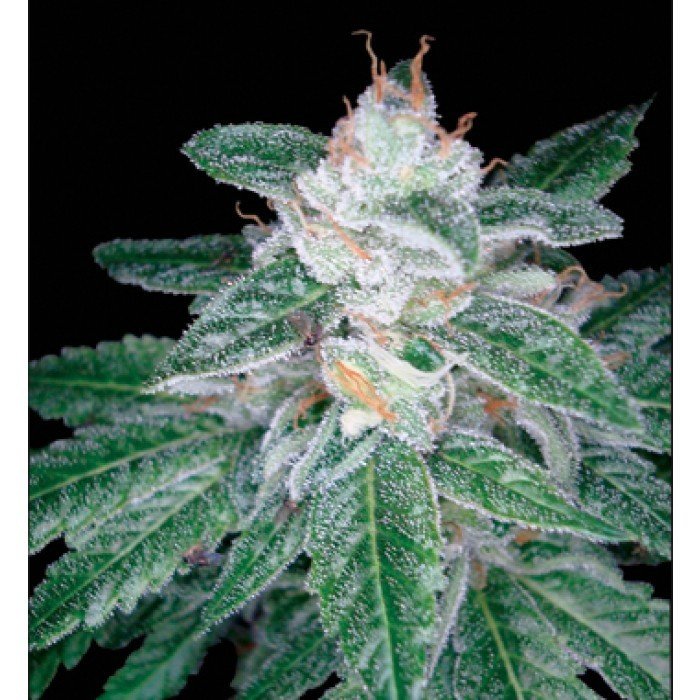 DNA Genetics - The OG #18 X Skunk (reg.)