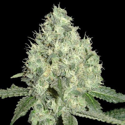 DNA Genetics - 91 Krypt (reg.) 00152