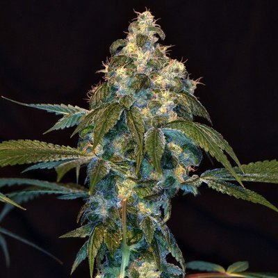DNA Genetics - Super Lemon OG (reg.) 00159
