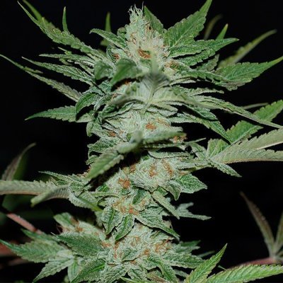 DNA Genetics - Sour Krypt (reg.) 00158