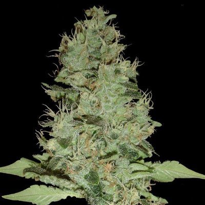 DNA Genetics - OG Grape Krypt (reg.) 00156