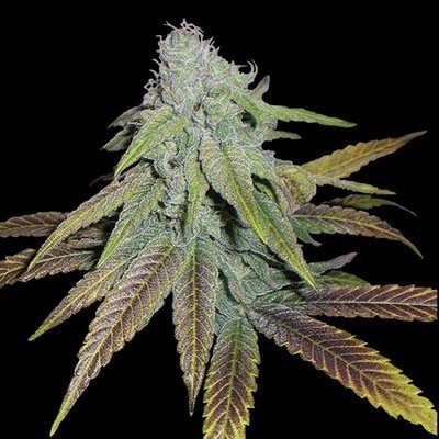DNA Genetics - P.C.K. (reg.) 00157