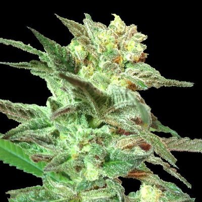 DNA Genetics - Honey Booboo (reg.) 00155