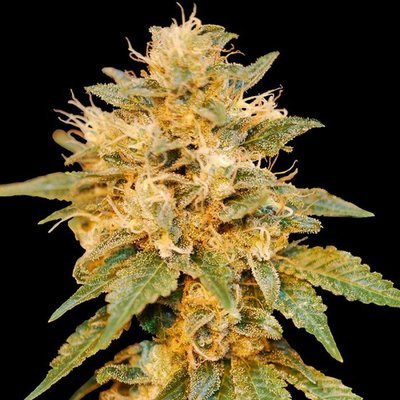 DNA Genetics - SnowLAnd (fem.) 00149
