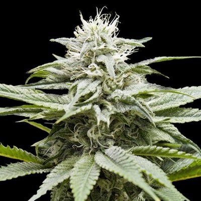 DNA Genetics - Island (fem.) 00139