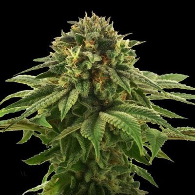 DNA Genetics - Grape LA (fem.) 00138