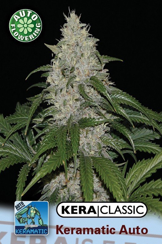 Kera Seeds - Keramatic Auto (auto/fem.)
