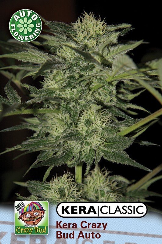Kera Seeds - Crazy Bud Auto (auto/fem.)