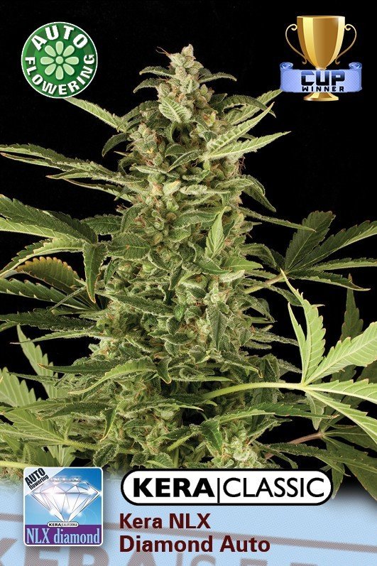 Kera Seeds - NLX Diamond Auto (auto/fem.)
