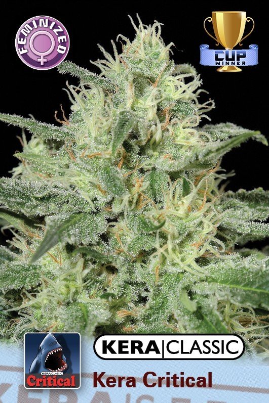 Kera Seeds - Critical (fem.)