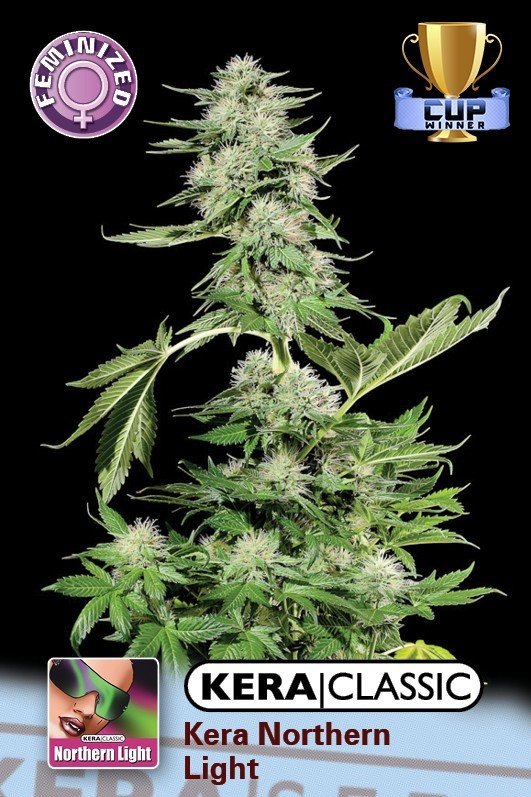 Kera Seeds - Northern Light (fem.) Kera Seeds - Northern Light (fem.)
