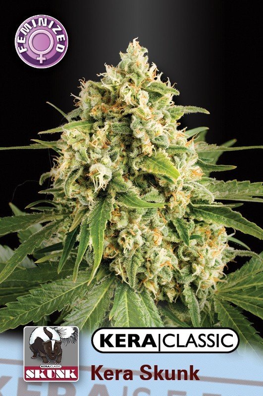 Kera Seeds - Skunk (fem.)
