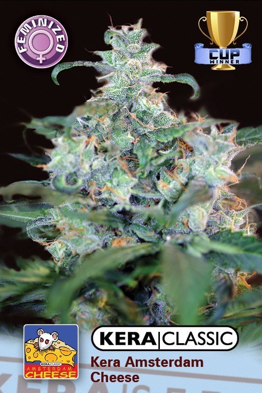 Kera Seeds - Amsterdam Cheese (fem.)