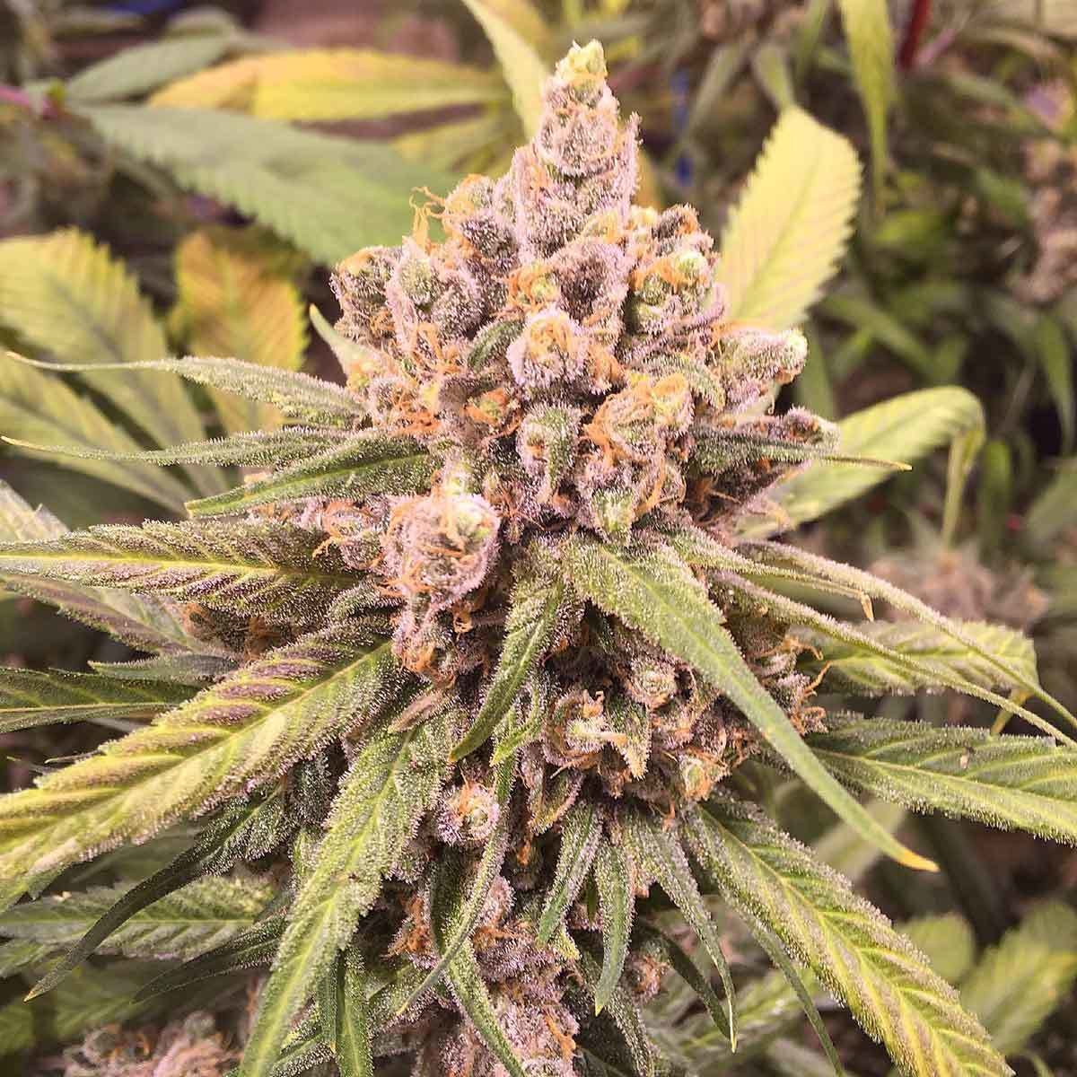 Loud Seeds - Dementia (fem.)