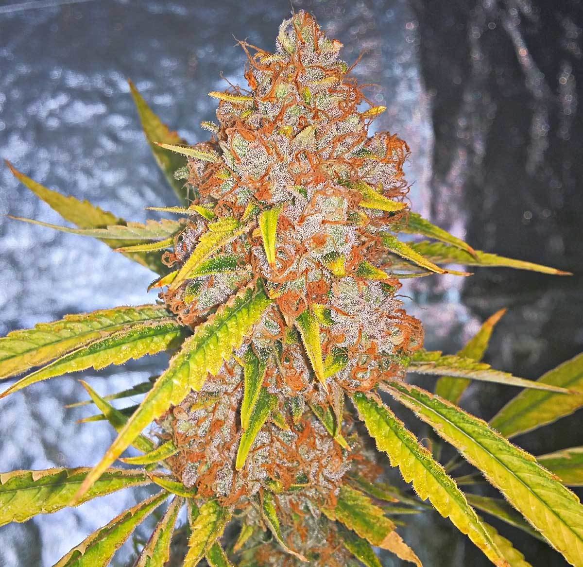 Loud Seeds - Original Loud (reg.)
