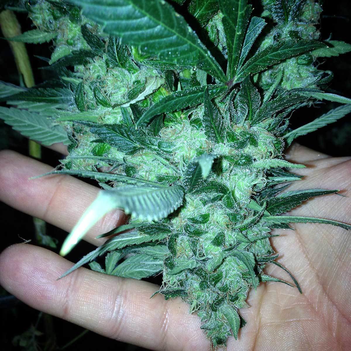 Loud Seeds - Sour Diesel (fem.)