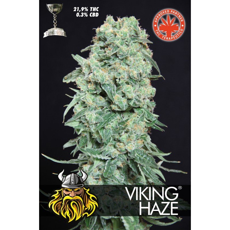Pure Seeds - Viking Haze (fem.)