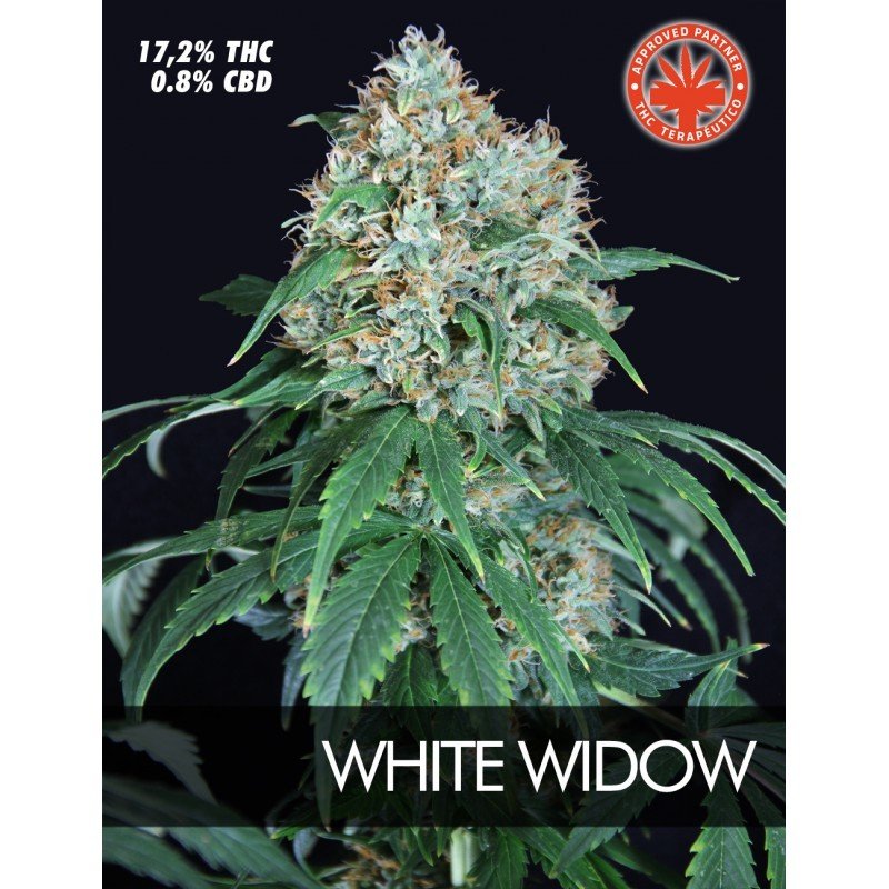 Pure Seeds - White Widow (fem.)