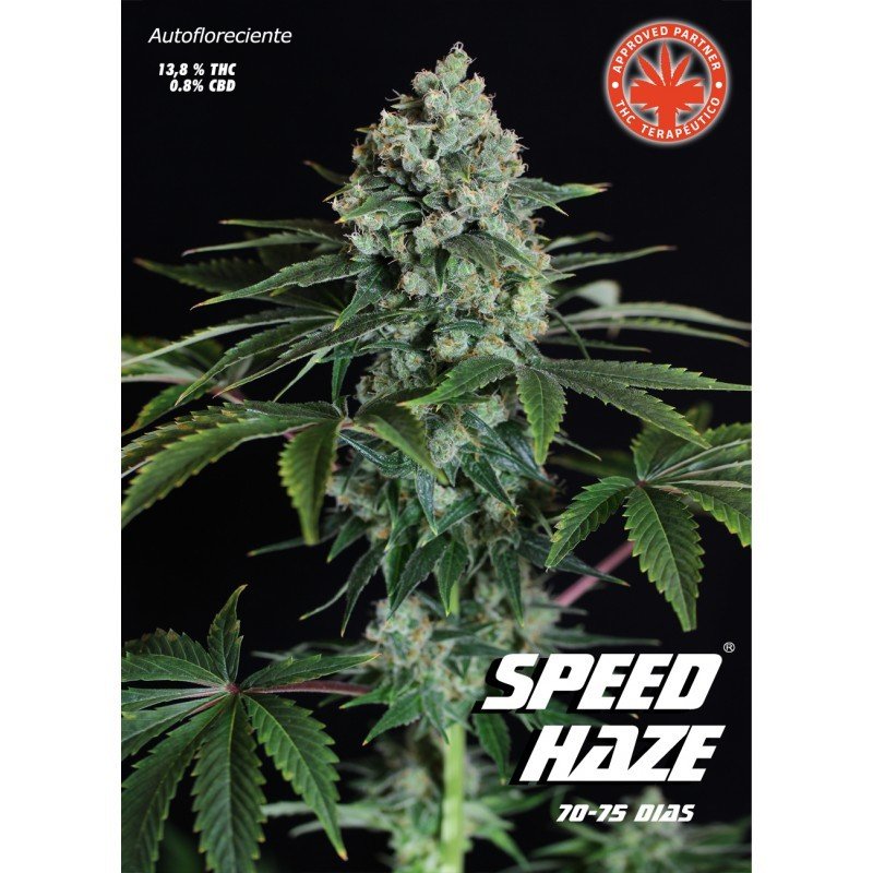 Pure Seeds - Speed Haze (auto/fem.)