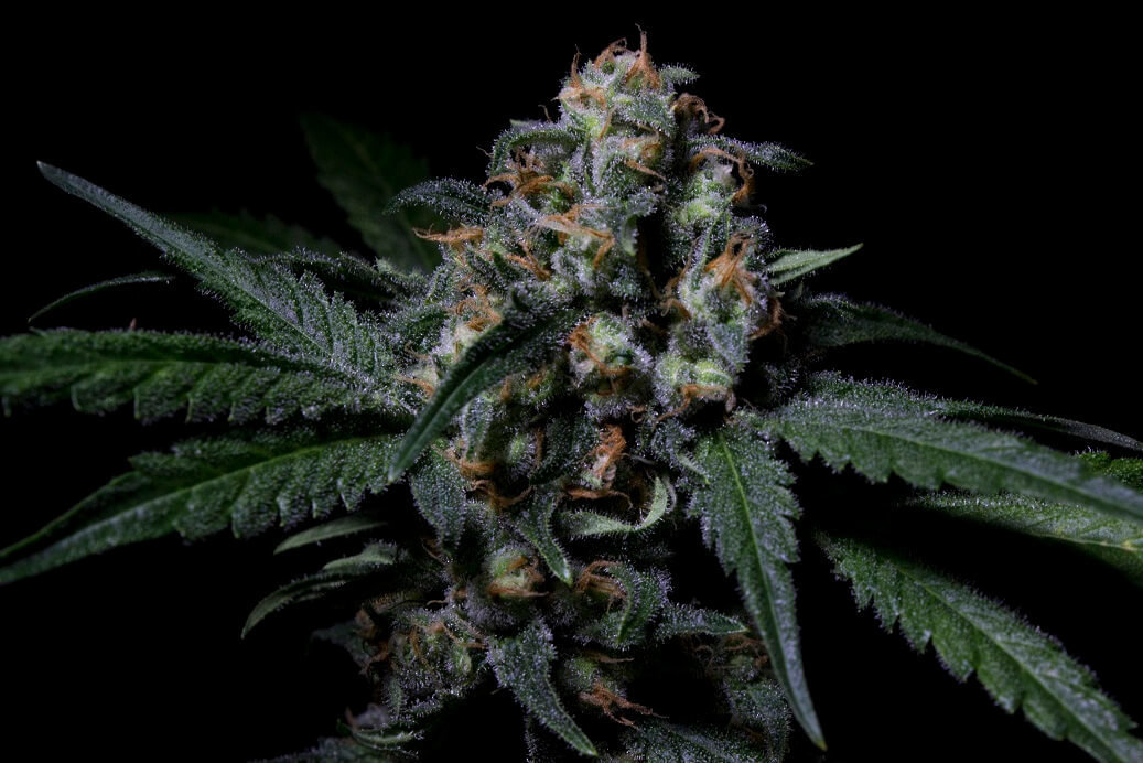 R-Kiem Seeds - Negra 44 (fem.)