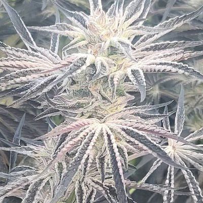 In House Genetics - Deluxe Sugar Cane (fem.) 10386