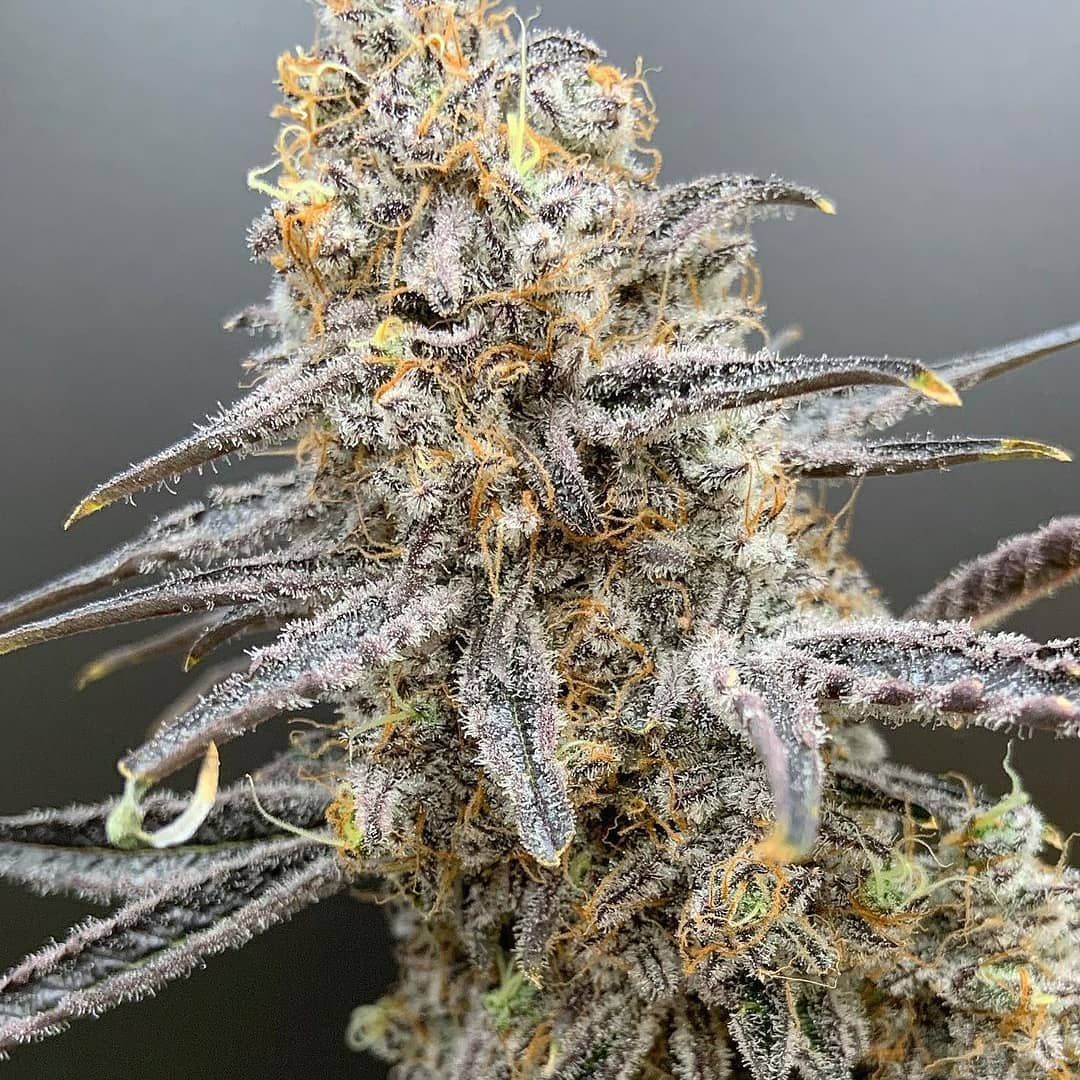 In House Genetics - Deluxe Sugar Cane (fem.) In House Genetics - Deluxe Sugar Cane (fem.)