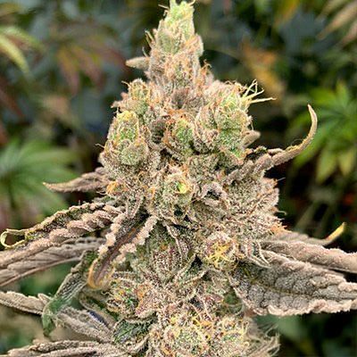 In House Genetics - Deluxe Sugar Cane (fem.) In House Genetics - Deluxe Sugar Cane (fem.)
