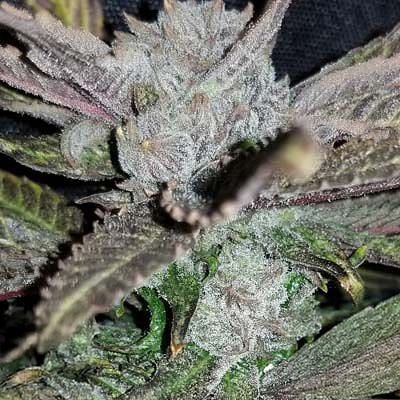 In House Genetics - Black Cherry Punch (fem.) 10387