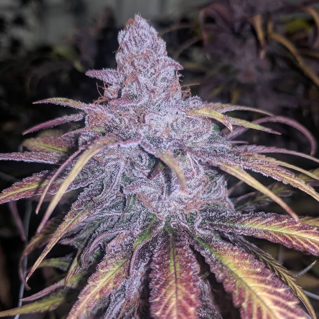 In House Genetics - Black Cherry Punch (fem.) In House Genetics - Black Cherry Punch (fem.)