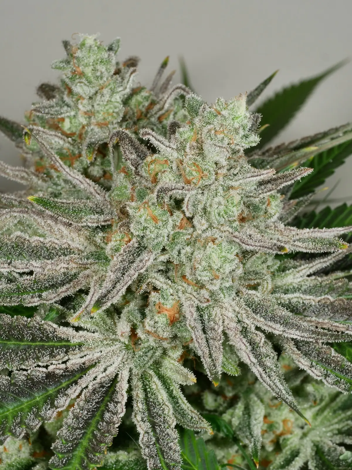 In House Genetics - Black Cherry Punch (fem.) In House Genetics - Black Cherry Punch (fem.)