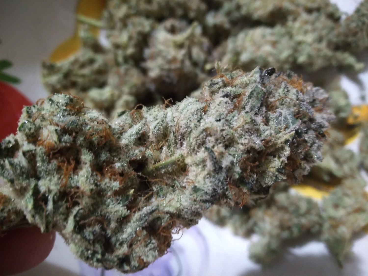 In House Genetics - Platinum Gorilla (fem.)