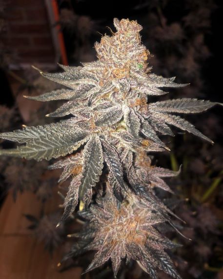 In House Genetics - Jelly Breath S1 (fem.)