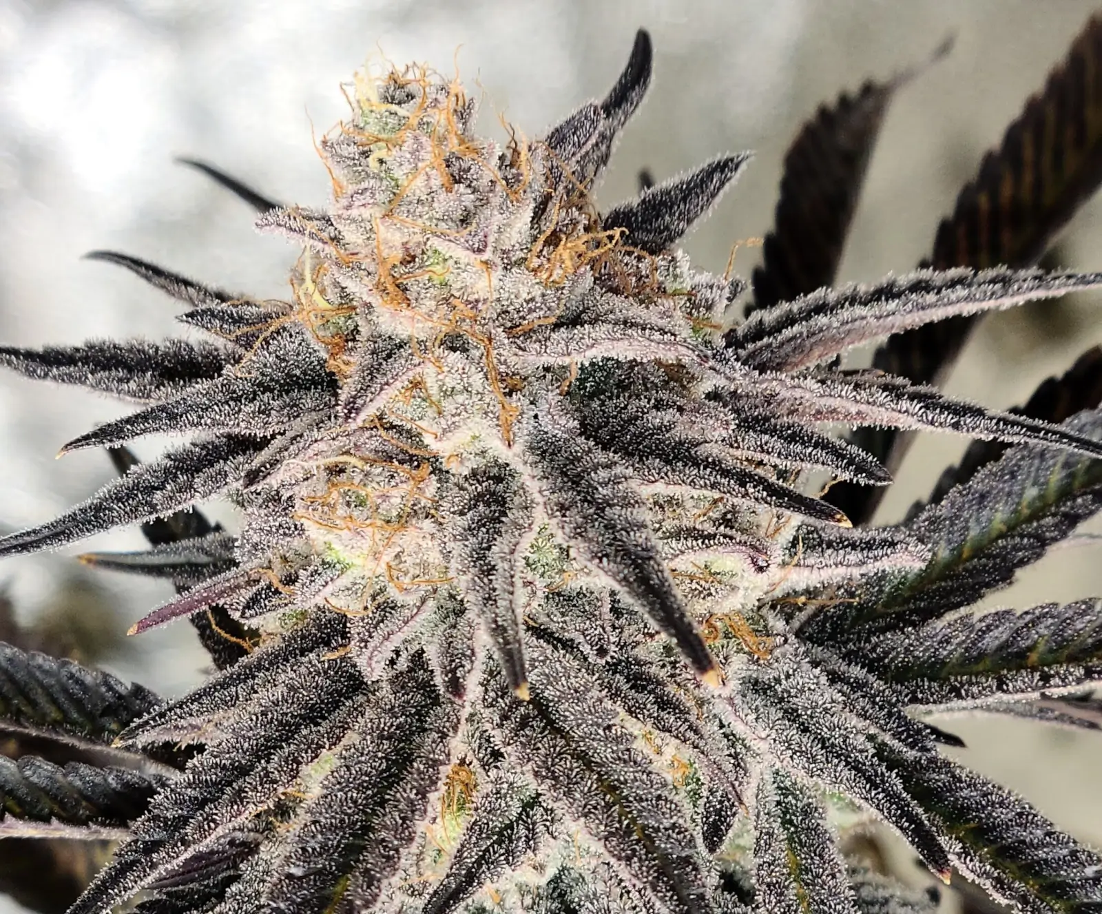 In House Genetics - Platinum Gorilla (fem.)