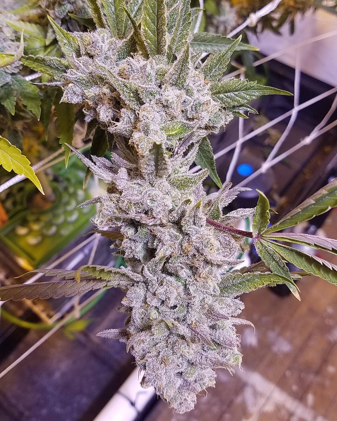 In House Genetics - Platinum Gorilla (fem.)