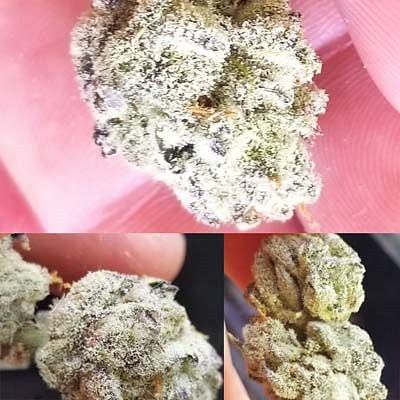 In House Genetics - Slurricane (fem.) In House Genetics - Slurricane (fem.)