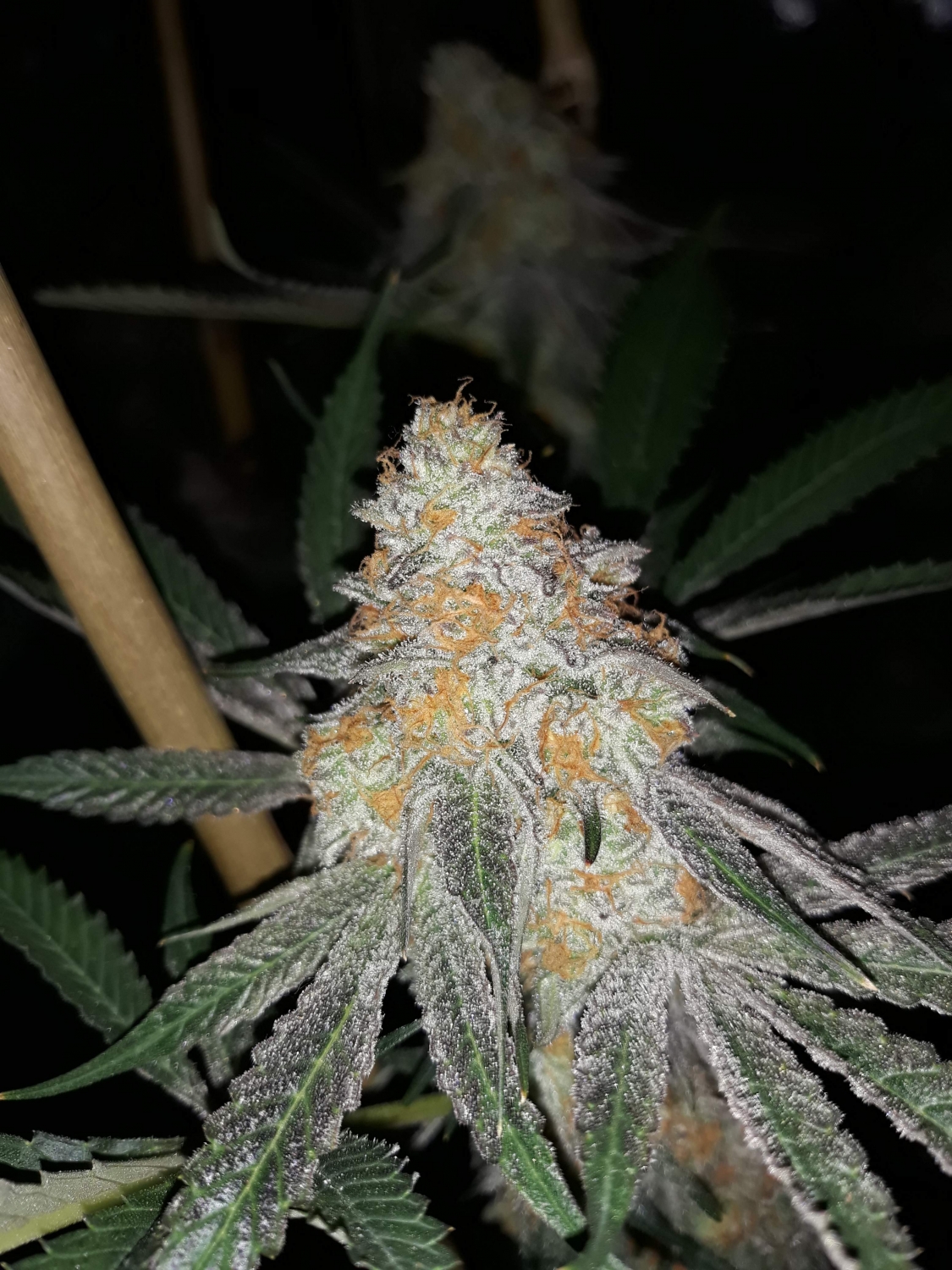 In House Genetics - Slurricane (fem.) In House Genetics - Slurricane (fem.)